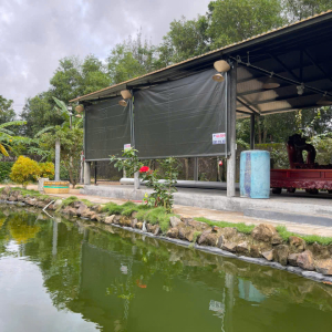 mái thả phú yên